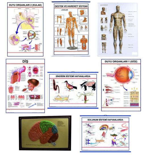 Fen Bilgisi Anatomi Levhaları Fen Bilgisi Anatomi Levhaları
